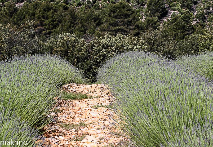 מלון Entrevennes La Campagne De Petre מראה חיצוני תמונה